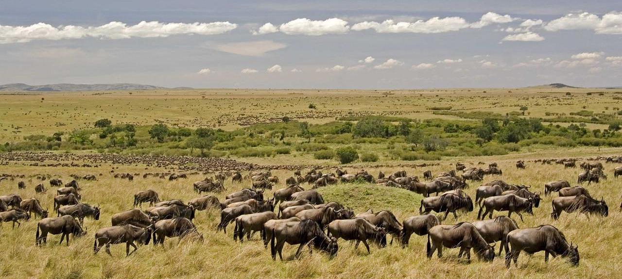 2 Day Flying Masai Mara Safari