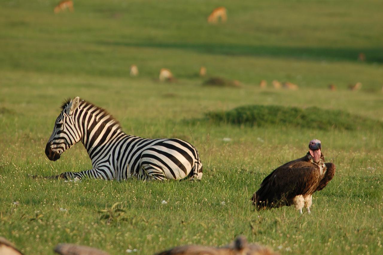 Classic Kenya Safari