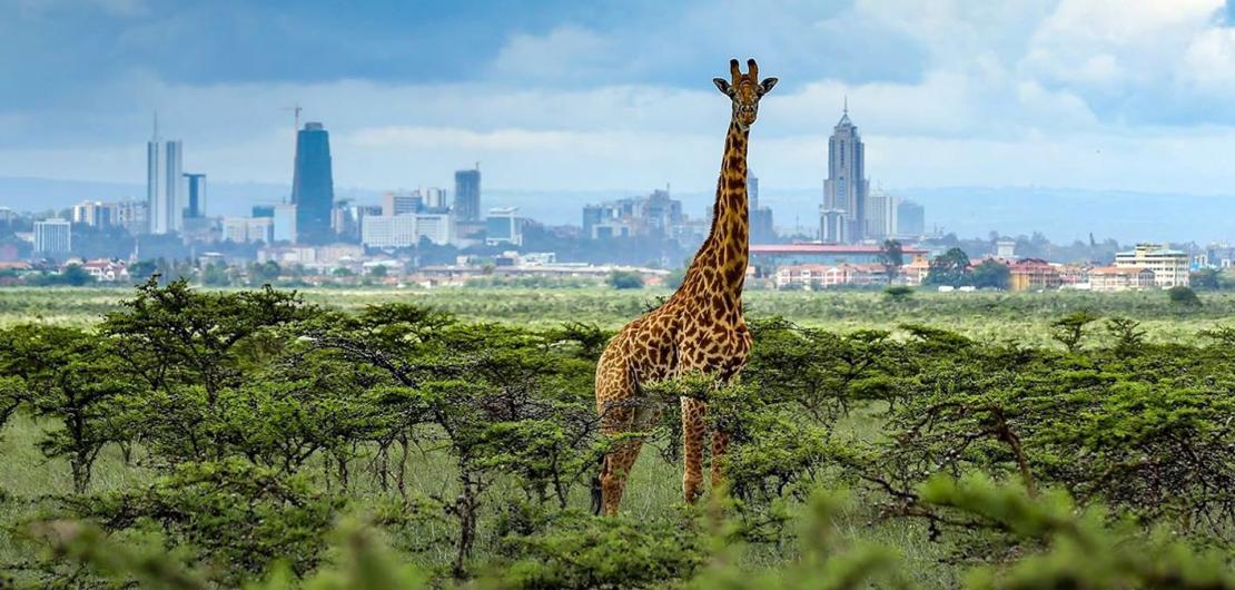 Nairobi Safari: Half Day Tours and Excursions