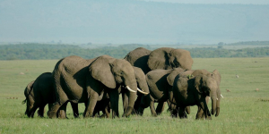 Amboseli National Park