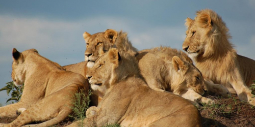 Masai Mara National Reserve