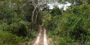 Arabuko Sosoke National Park