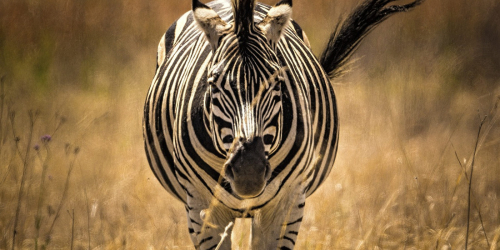 Samburu National Reserve