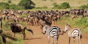 Tsavo East National Park